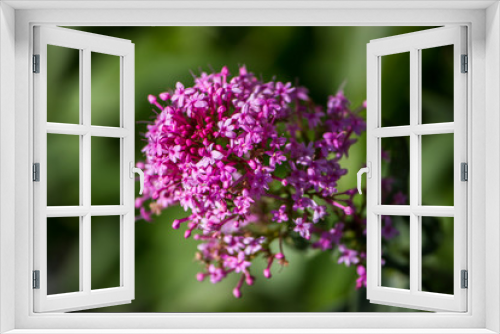 Fototapeta Naklejka Na Ścianę Okno 3D - Wild flowers closeup