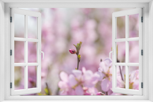Fototapeta Naklejka Na Ścianę Okno 3D - Pink hairy cherry flowers blooming outdoors,Cerasus tomentosa 