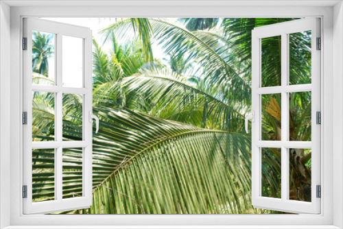 Fototapeta Naklejka Na Ścianę Okno 3D - Coconut plantation, nectar, planted in the tropics, exported to foreign countries.