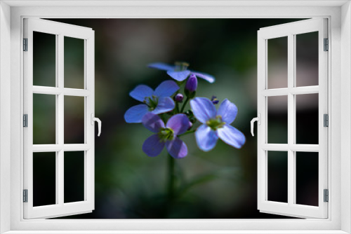 Fototapeta Naklejka Na Ścianę Okno 3D - Spring blue and purple blossom macro nature early bloomers