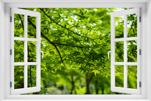 Fototapeta Naklejka Na Ścianę Okno 3D - green maple in the park