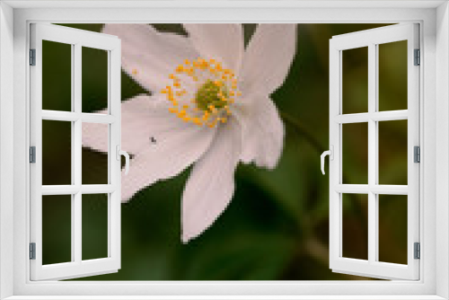 Fototapeta Naklejka Na Ścianę Okno 3D - White flower in the forest