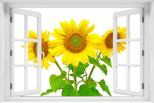 Fototapeta Naklejka Na Ścianę Okno 3D - sunflowers on a white background
