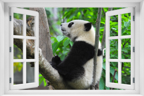 Fototapeta Naklejka Na Ścianę Okno 3D - Young panda bear in tree
