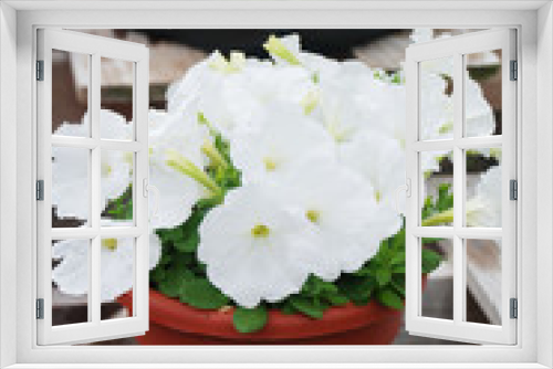 Fototapeta Naklejka Na Ścianę Okno 3D - Petunias in the tray,Petunia in the pot, white petunia