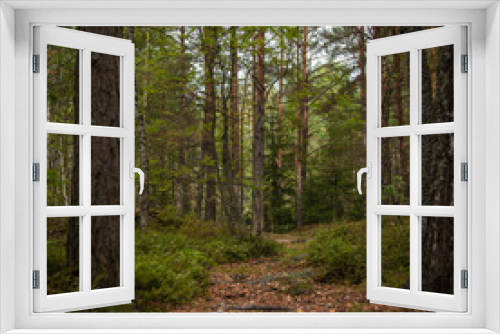 Fototapeta Naklejka Na Ścianę Okno 3D - Forest exploration