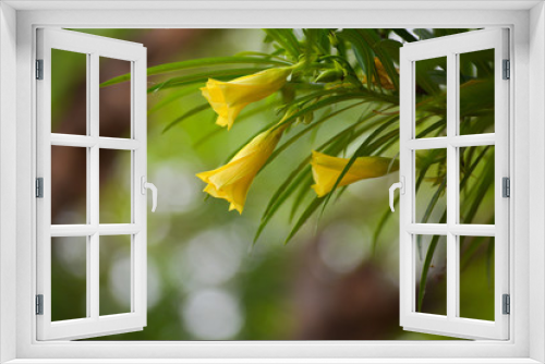 Fototapeta Naklejka Na Ścianę Okno 3D - Thevetia peruviana or yellow oleander in the garden
