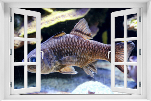 Fototapeta Naklejka Na Ścianę Okno 3D - Fische im Riff und ihrer natürlichen Umgebung