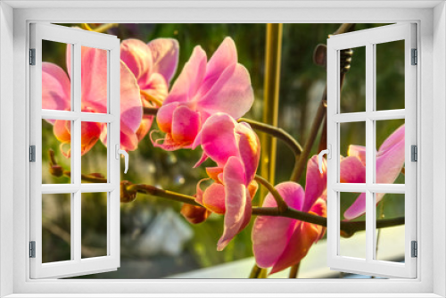 Fototapeta Naklejka Na Ścianę Okno 3D - The beauty of the nature - Orchid