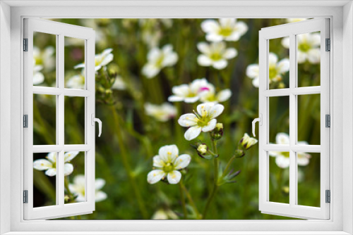 Fototapeta Naklejka Na Ścianę Okno 3D - white flowers in a garden