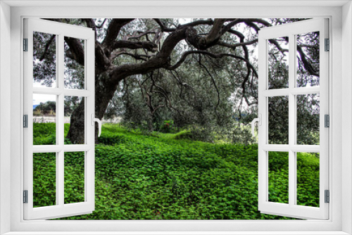 Fototapeta Naklejka Na Ścianę Okno 3D - Olive trees photographed in the Sardinia countryside