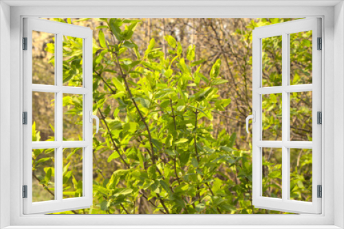 Fototapeta Naklejka Na Ścianę Okno 3D - Green branches of bushes. Spring background with flowering shrubs and green grass.