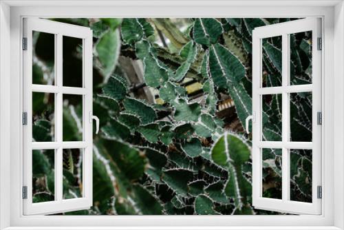 Fototapeta Naklejka Na Ścianę Okno 3D - EXOTIC GREEN CACTI WITH LONG NEEDLES IN THE PARK