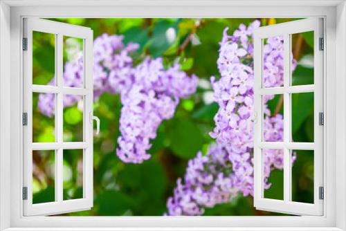Fototapeta Naklejka Na Ścianę Okno 3D - Lilac flowers