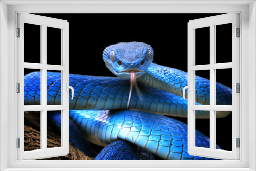 Fototapeta Naklejka Na Ścianę Okno 3D - Blue viper snake closeup face
