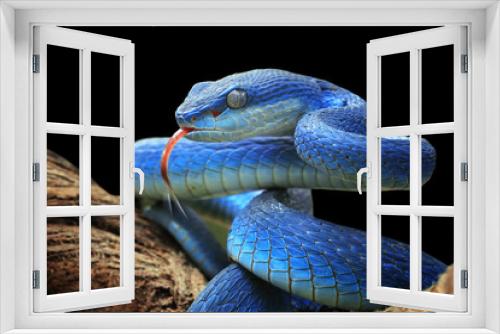 Fototapeta Naklejka Na Ścianę Okno 3D - Blue viper snake closeup face