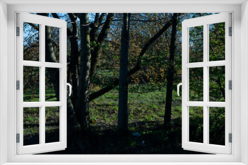 Fototapeta Naklejka Na Ścianę Okno 3D - Drzewa w promieniach słońca.
