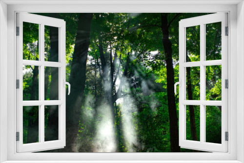 Fototapeta Naklejka Na Ścianę Okno 3D - smokey sun in the forest