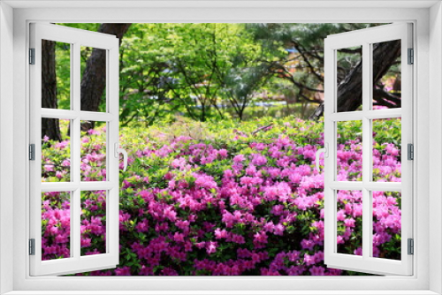 Fototapeta Naklejka Na Ścianę Okno 3D - 철쭉꽃이 보이는 아름다운 봄풍경