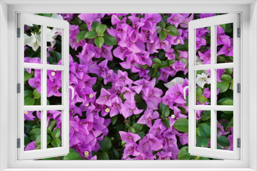 Fototapeta Naklejka Na Ścianę Okno 3D - bougainvillea flowers wallpaper