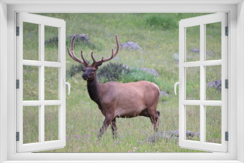 Fototapeta Naklejka Na Ścianę Okno 3D - Elk Grazing