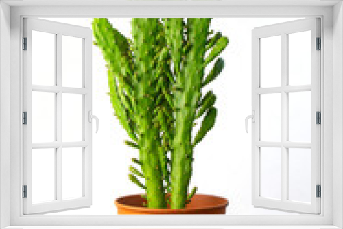 Fototapeta Naklejka Na Ścianę Okno 3D - variedad de cactus alto en una maceta de color café