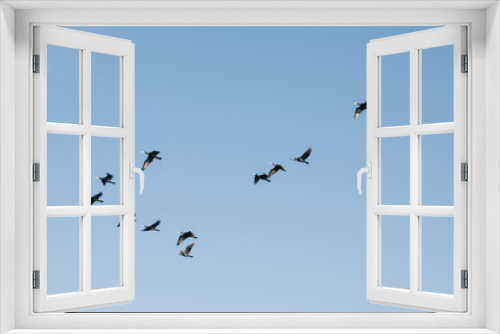 Fototapeta Naklejka Na Ścianę Okno 3D - A flock of seagulls flying in the sky