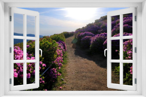 Fototapeta Naklejka Na Ścianę Okno 3D - 철쭉꽃이 보이는 아름다운 산길