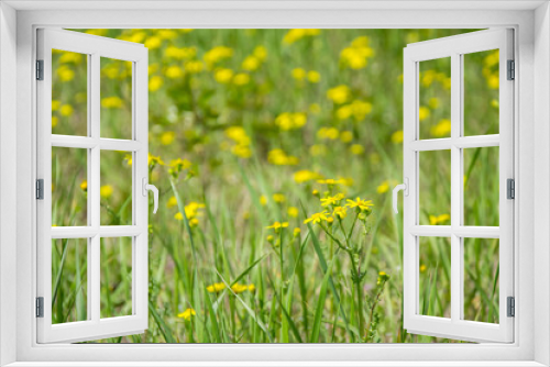 Fototapeta Naklejka Na Ścianę Okno 3D - Field of beautiful Dahlberg daisy, meadow with wild flowers and green grass. Yellow blurred bokeh background, seasonal flora