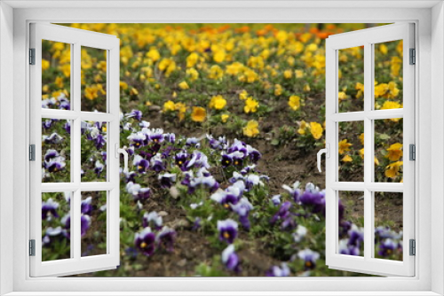 Fototapeta Naklejka Na Ścianę Okno 3D - Colorful daisies by the road