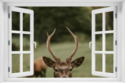 Fototapeta Naklejka Na Ścianę Okno 3D - Wildlife deer
