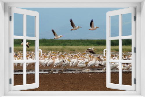 Fototapeta Naklejka Na Ścianę Okno 3D - pelicans in flight