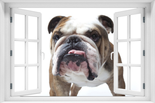 Fototapeta Naklejka Na Ścianę Okno 3D - portrait de bulldog tirant la langue