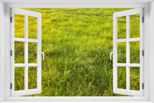 Fototapeta Naklejka Na Ścianę Okno 3D - texture of the green grass