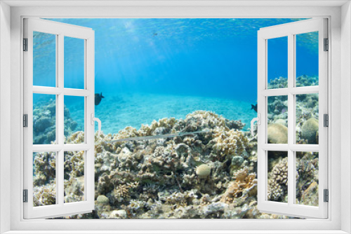 Fototapeta Naklejka Na Ścianę Okno 3D - Fistularia commersonii in the sea