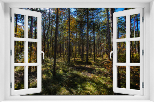Fototapeta Naklejka Na Ścianę Okno 3D - colorful autumn forest 
