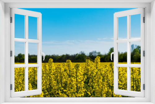Fototapeta Naklejka Na Ścianę Okno 3D - Horizontal landscape backgrounds of beautiful spring summer blooming yellow rape flower field with clear blue sky no clouds for bio organic agriculture harvest growth in Germany made canola oil butter