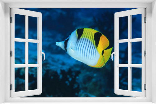 Fototapeta Naklejka Na Ścianę Okno 3D - Blackwedged butterflyfish