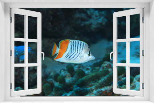 Fototapeta Naklejka Na Ścianę Okno 3D - Seychelles butterflyfish underwater in the Indian Ocean