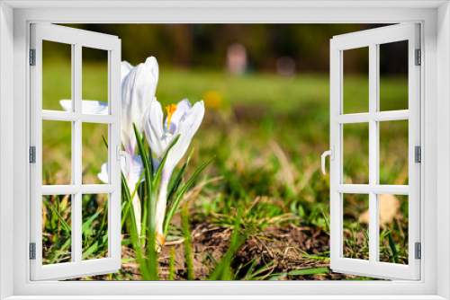 Fototapeta Naklejka Na Ścianę Okno 3D - White crocuses in a spring park close-up.