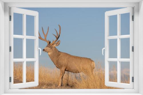 Fototapeta Naklejka Na Ścianę Okno 3D - Mule Deer Buck in Colorado in the Rut in Autumn