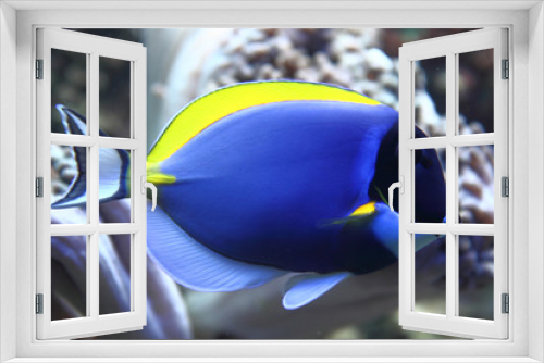 Fototapeta Naklejka Na Ścianę Okno 3D - blue fish