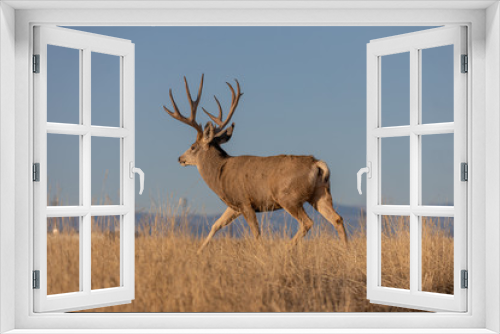 Fototapeta Naklejka Na Ścianę Okno 3D - Mule Deer Buck in Colorado in the Rut in Autumn