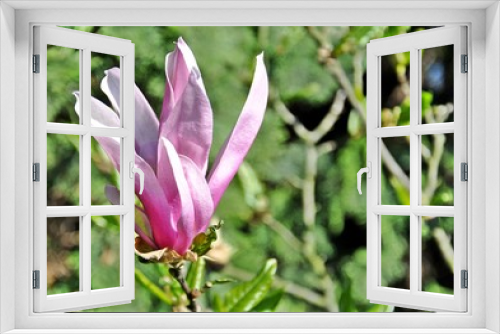 Fototapeta Naklejka Na Ścianę Okno 3D - Kwiat magnolii