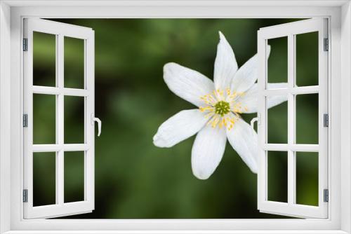 Fototapeta Naklejka Na Ścianę Okno 3D - A Macro of a White Petal Flower in the Countryside