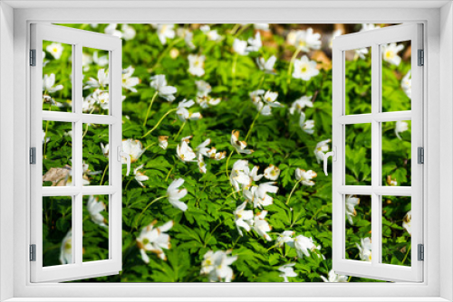 Fototapeta Naklejka Na Ścianę Okno 3D - Bed of small blooming white flowers in the forest