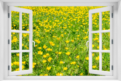 Fototapeta Naklejka Na Ścianę Okno 3D - Blooming flower in spring, buttercup, crowfoot, ranunculus
