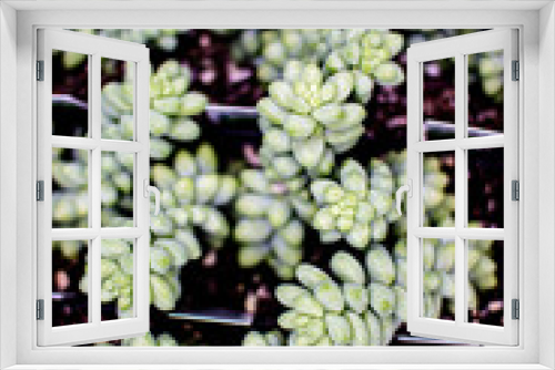 Fototapeta Naklejka Na Ścianę Okno 3D - Group of Succulents for sale