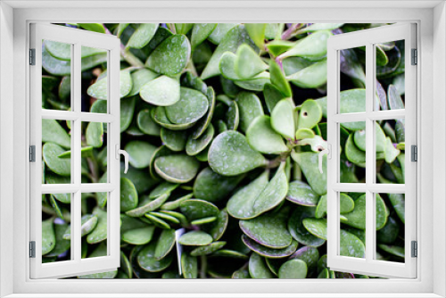 Fototapeta Naklejka Na Ścianę Okno 3D - Group of Succulents