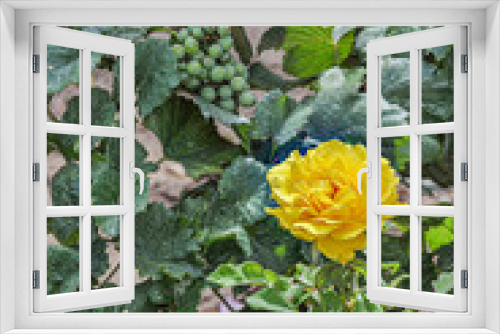 Fototapeta Naklejka Na Ścianę Okno 3D - Yellow Rose in front of Grapes 